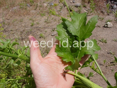 parsnip, wild